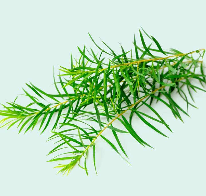 Olejek z drzewa herbacianego